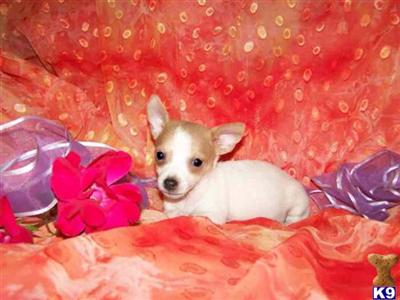 Rat Terrier Puppies for Sale